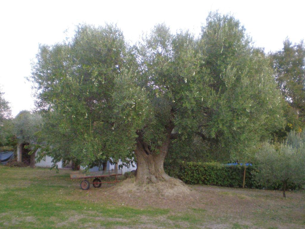 Trecentolivi B&B Montignano Bagian luar foto